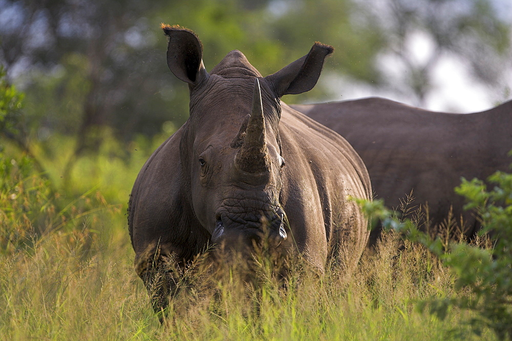 White rhino (Ceratotherium simum), Kruger National Park, South Africa, Africa