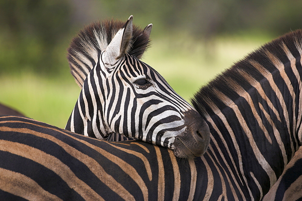 Burchell's (plains) zebra (Equus burchelli), resting, Kruger National Park, South Africa, Africa