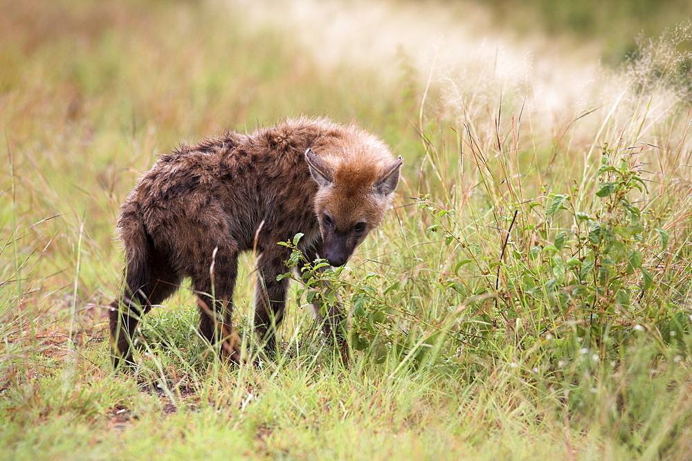 Young spotted hyena (Crocuta crocuta), picking up a scent, Kruger National Park, Mpumalanga, South Africa, Africa