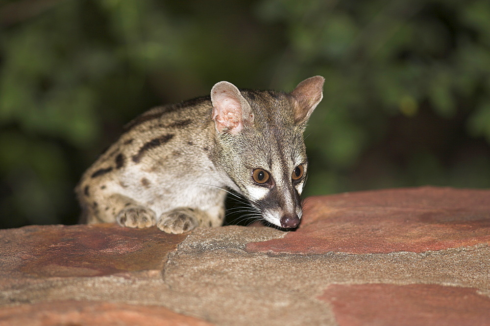 Large-spotted genet (Genetta tigrina), at night, Kruger National Park, South Africa, Africa