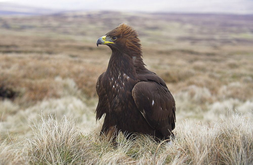 Captive golden eagle (Aquila chrysaetos) on moorland, United Kingdom, Europe