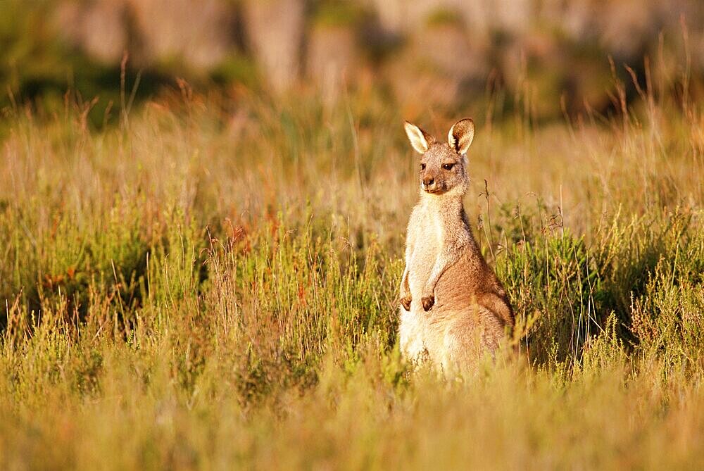 Eastern grey kangaroo, Macropus giganteus, Wilson's Promontory National Park, Victoria, Australia, Pacific