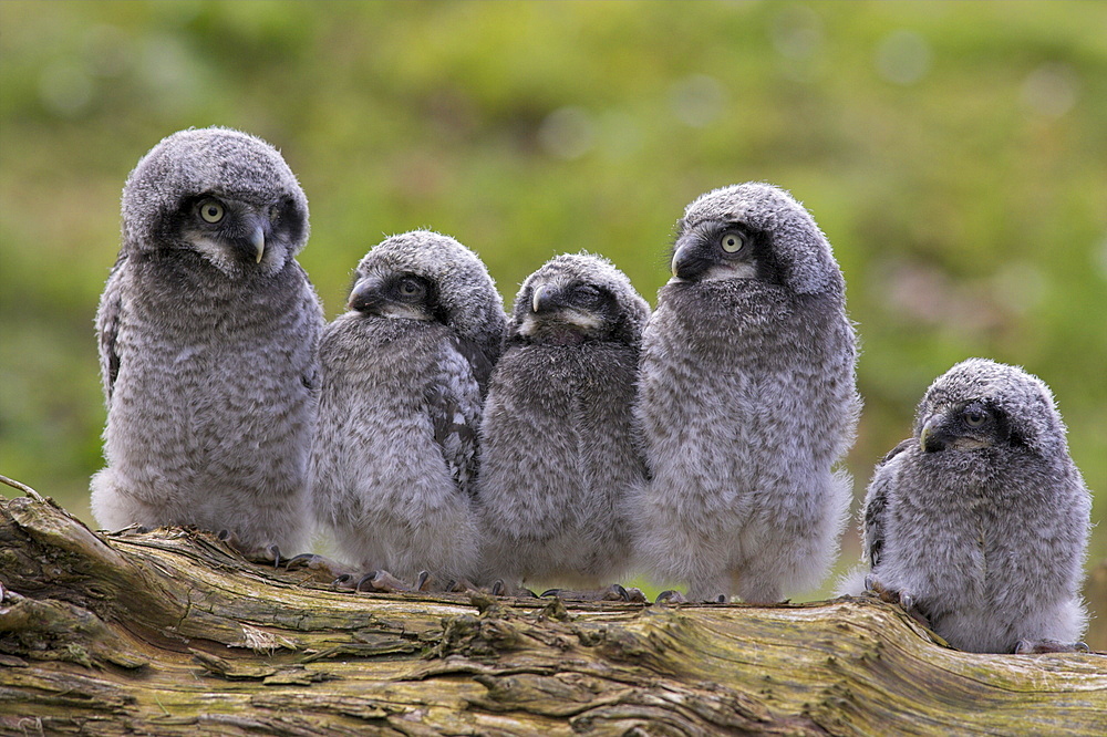 Chicks of Northern hawk owl (Surnia ulula ulula), native to Scandinavia and Eurasia, captive, World Owl Trust, Cumbria, England, United Kingdom, Europe