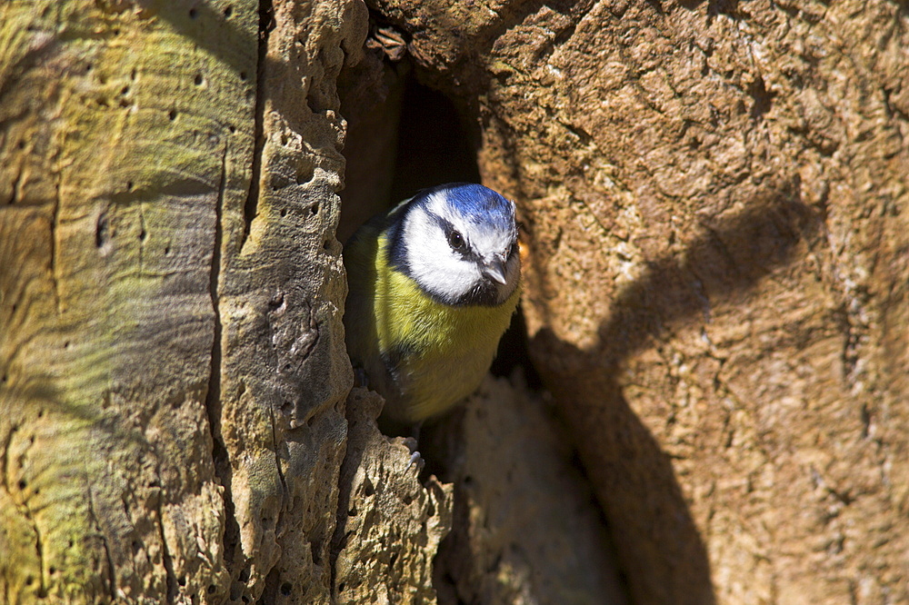 Blue tit (Parus caerulus), emerging from nesthole, United Kingdom, Europe