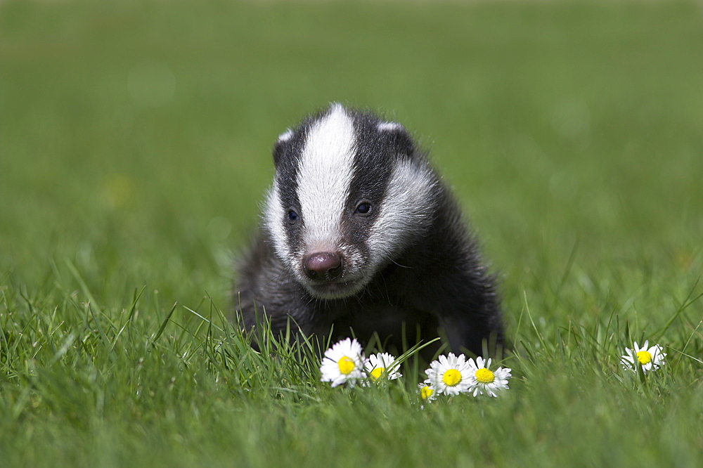 Badger cub (Meles meles), captive, United Kingdom, Europe