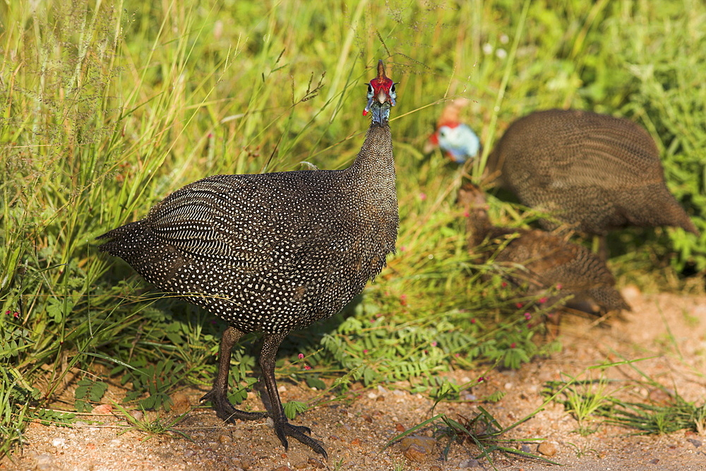 Helmeted guineafowl, Numida meleagris, South Africa, Africa