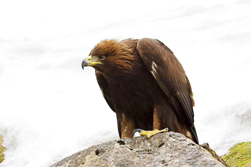 Golden eagle, Aquila chrysaetos, in snow, captive, United Kingdom, Europe