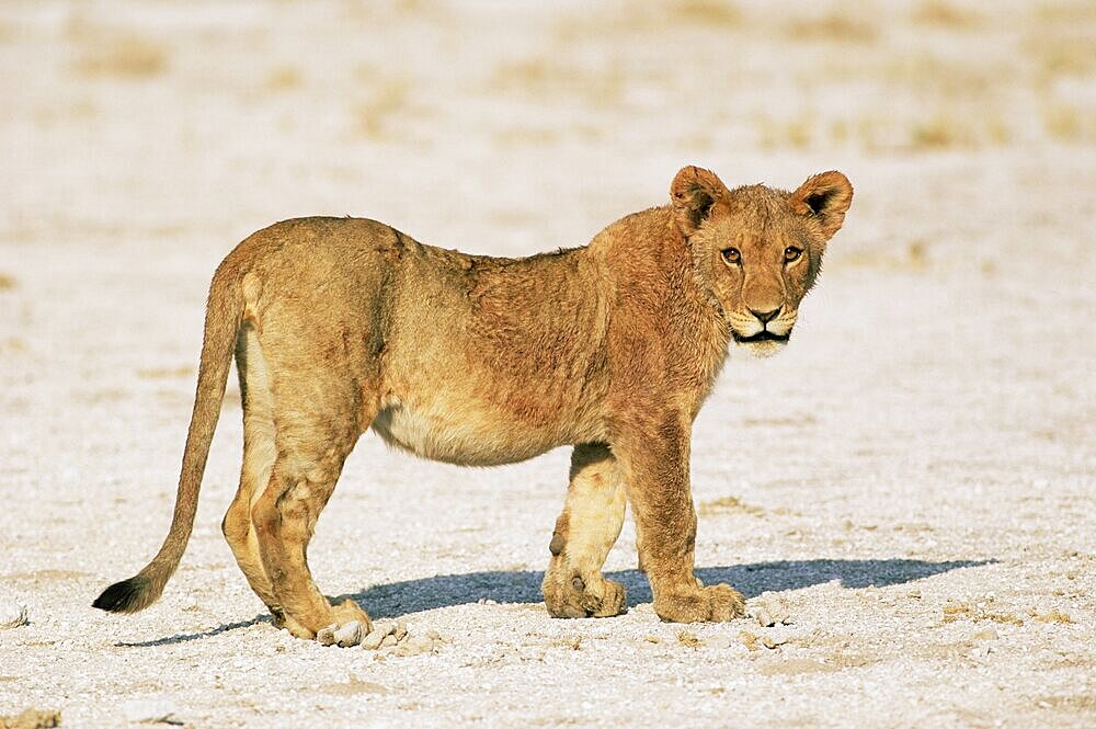 Sub-adult lion, Panthera leo, Etosha National Park, Namibia, Africa