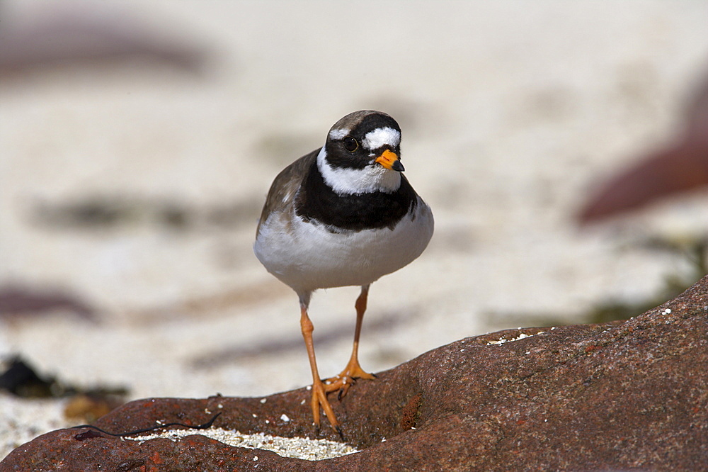 Ringed plover, Charadrius hiaticula, Applecross peninsula, Wester Ross, Scotland, United Kingdom, Europe