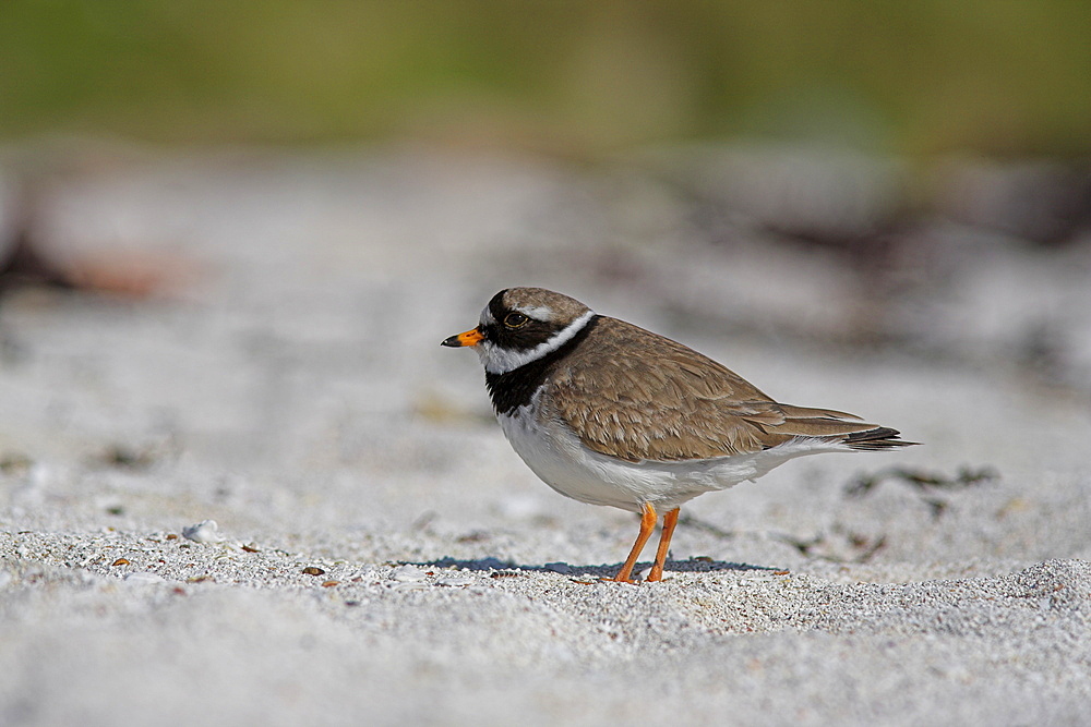 Ringed plover, Charadrius hiaticula, Applecross peninsula, Wester Ross, Scotland, United Kingdom, Europe