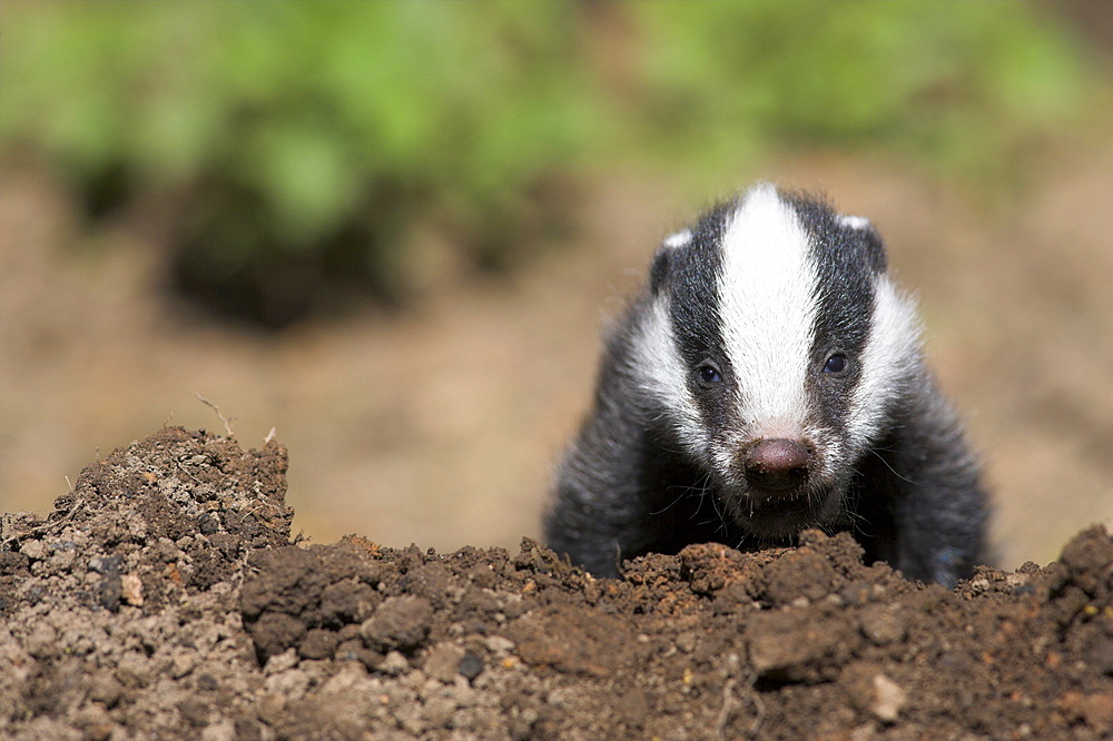 Badger cub, Meles meles, captive, United Kingdom, Europe