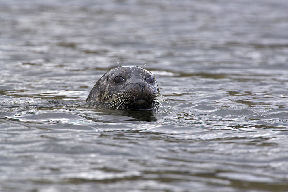 Common (harbour) seal, Phoca vitulina, Wester Ross, Scotland, United Kingdom, Europe