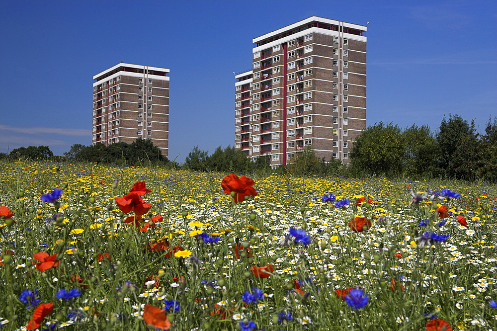 Cornfield of annual summer wild flowers growing in urban, inner city setting, Old Rough, Kirby, Knowsley, Liverpool, Merseyside, United Kingdom, Europe