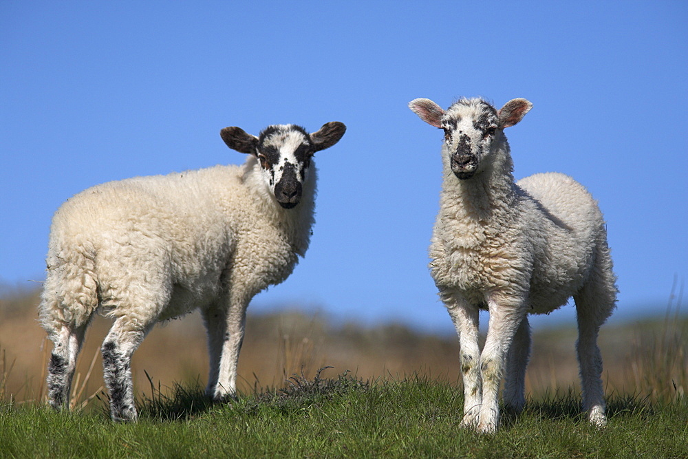 Lambs, Cumbria, England, United Kingdom, Europe