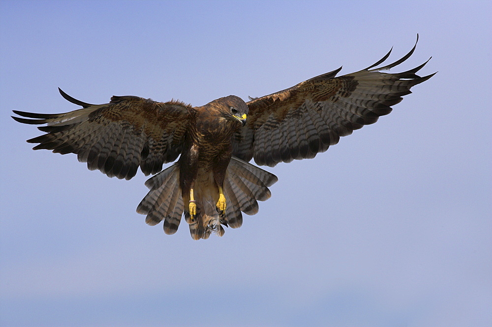 Buzzard (Buteo buteo), flying, captive, Cumbria, England, United Kingdom, Europe