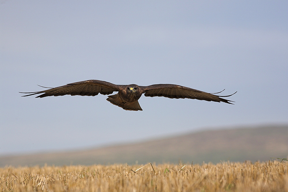 Buzzard (Buteo buteo), flying over farmland, captive, Cumbria, England, United Kingdom, Europe