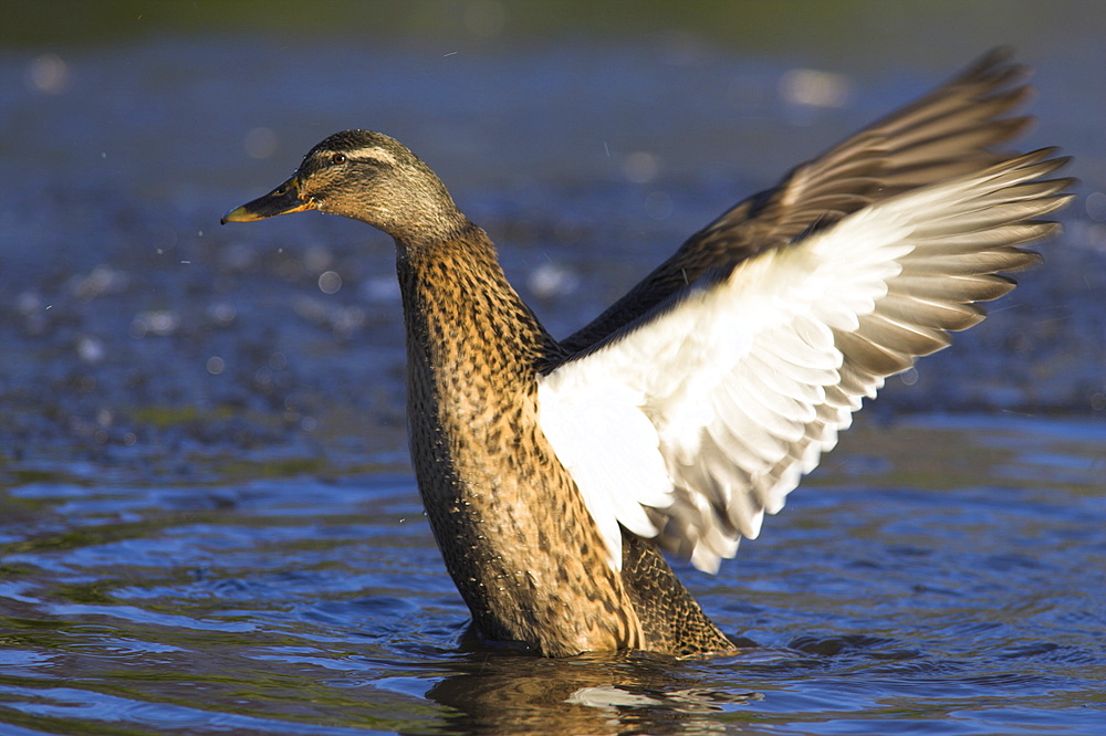 Female mallard (Anas platyrhynchos), stretching wings at Martin Mere Wildfowl and Wetlands Trust reserve, Burscough, Lancashire, England, United Kingdom, Europe