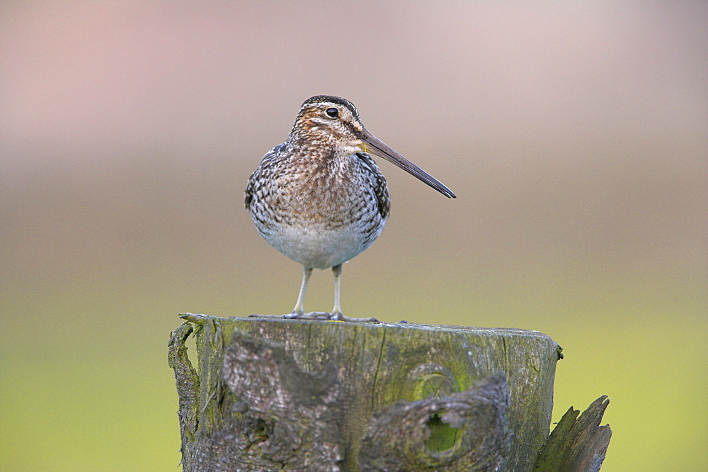 Snipe (Gallinago gallinago), Teesdale, County Durham, England, United Kingdom, Europe