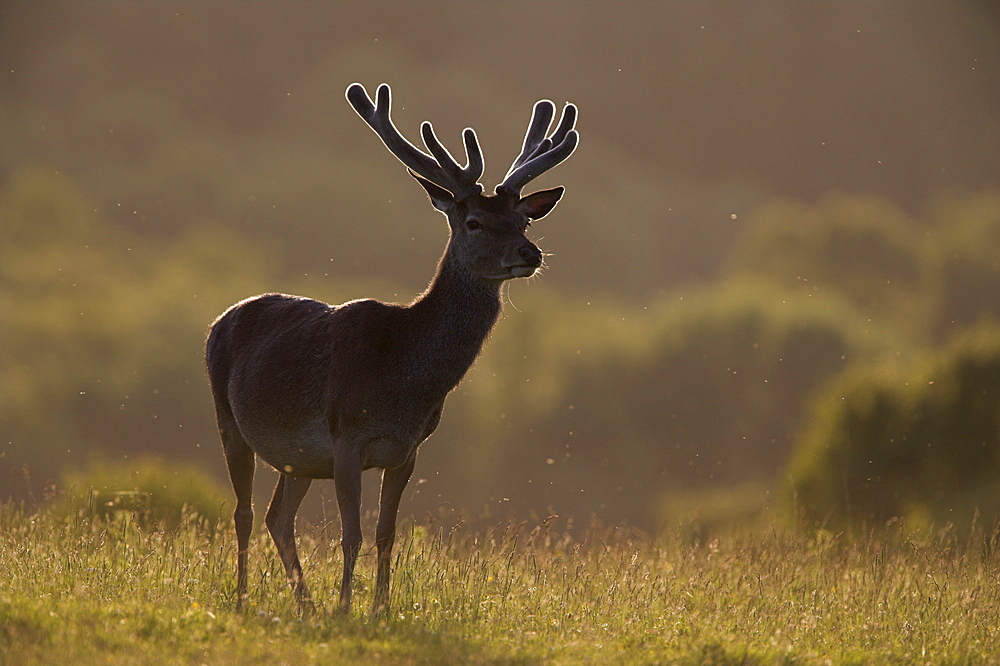 Red deer (Cervus elaphus), stag in velvet, Grasspoint, Mull, Inner Hebrides, Scotland, United Kingdom, Europe