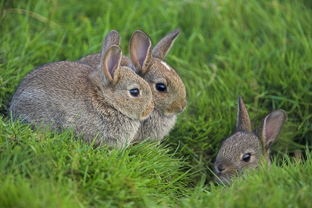 Young rabbits (Oryctolagus cuniculas), outside burrow, Teesdale, County Durham, England, United Kingdom, Europe