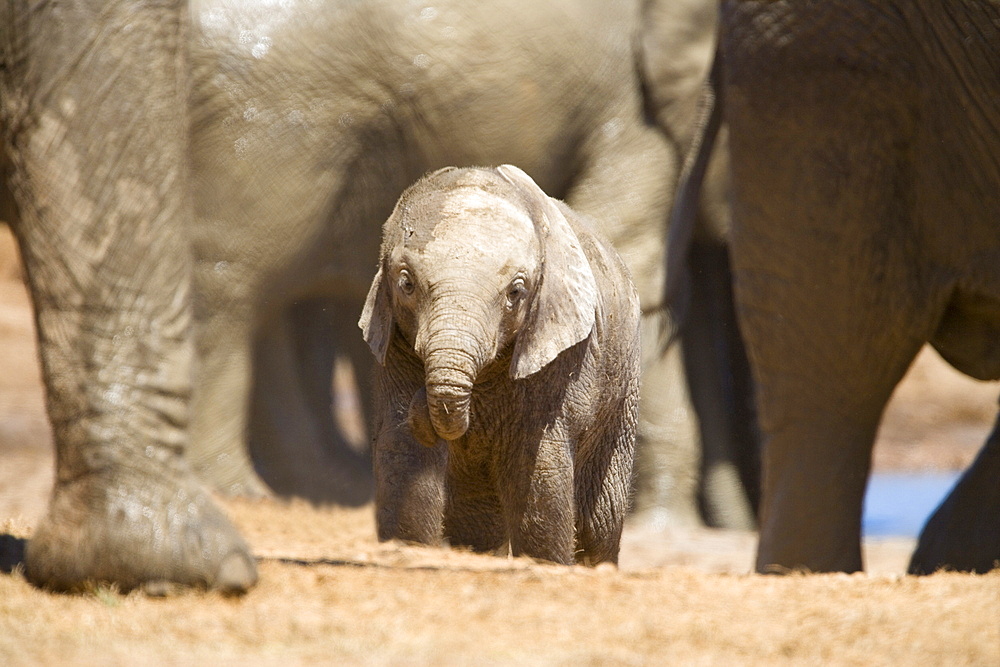 African elephant calf (Loxodonta africana), Addo Elephant National Park, South Africa, Africa