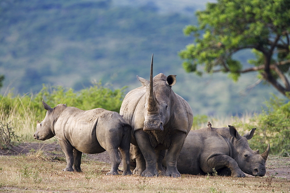 White rhinoceros (Ceratotherium simum), Hluhluwe Umfolozi Park, Kwazulu Natal, South Africa, Africa