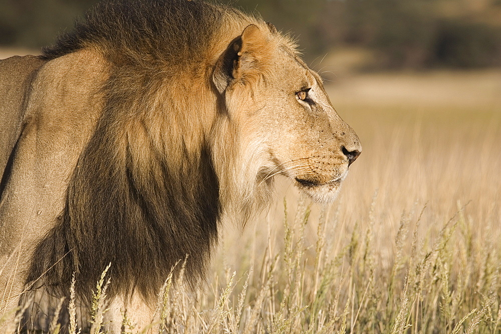 Lion (Panthera leo), Kgalagadi Transfrontier Park, South Africa, Africa