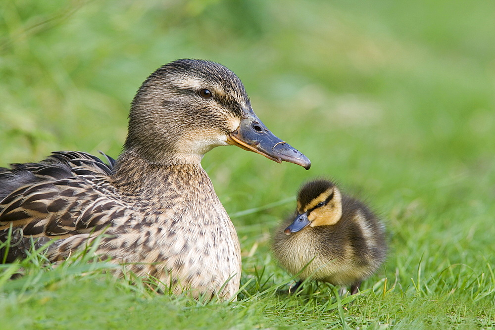 Mallard with duckling (Anas platyrhynchos), Martin Mere, Wildfowl and Wetland Trust Reserve, Burscough, Lancashire, England, United Kingdom, Europe