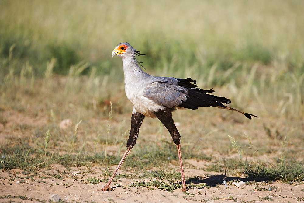 Secretary bird (Sagittarius serpentarius), Kgalagadi Transfrontier Park, Northern Cape, South Africa, AFrica