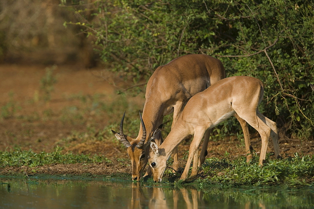 Impala (Aepyceros melampus) drinking, Kruger National Park, South Africa, Africa