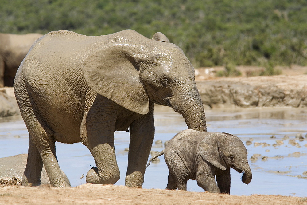 African elephant Loxodonta africana) with calf, Addo Elephant National Park, South Africa, Africa