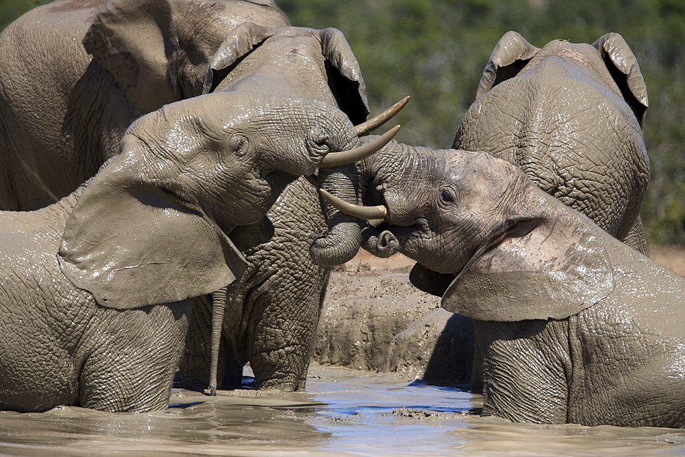 African elephant Loxodonta africana) in water, Addo Elephant National Park, South Africa, Africa