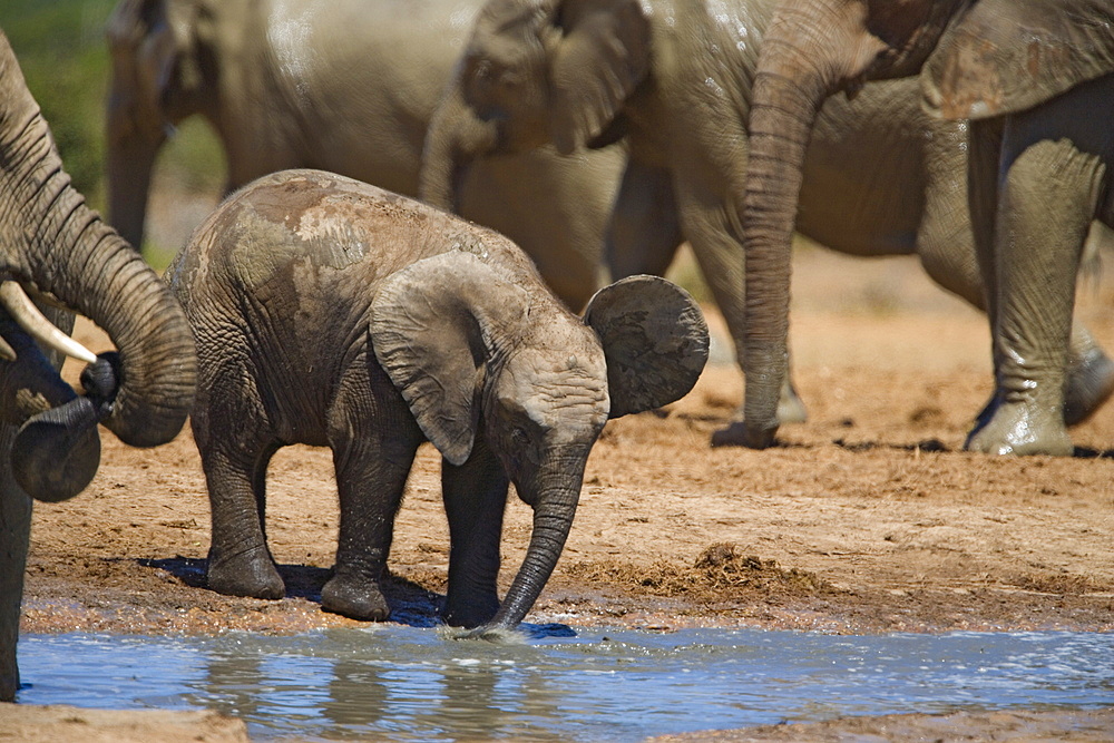 African elephant calf (Loxodonta africana) by water, Addo Elephant National Park, South Africa, Africa