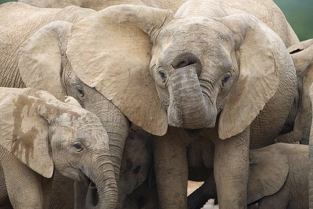 African elephant Loxodonta africana), Addo Elephant National Park, South Africa, Africa