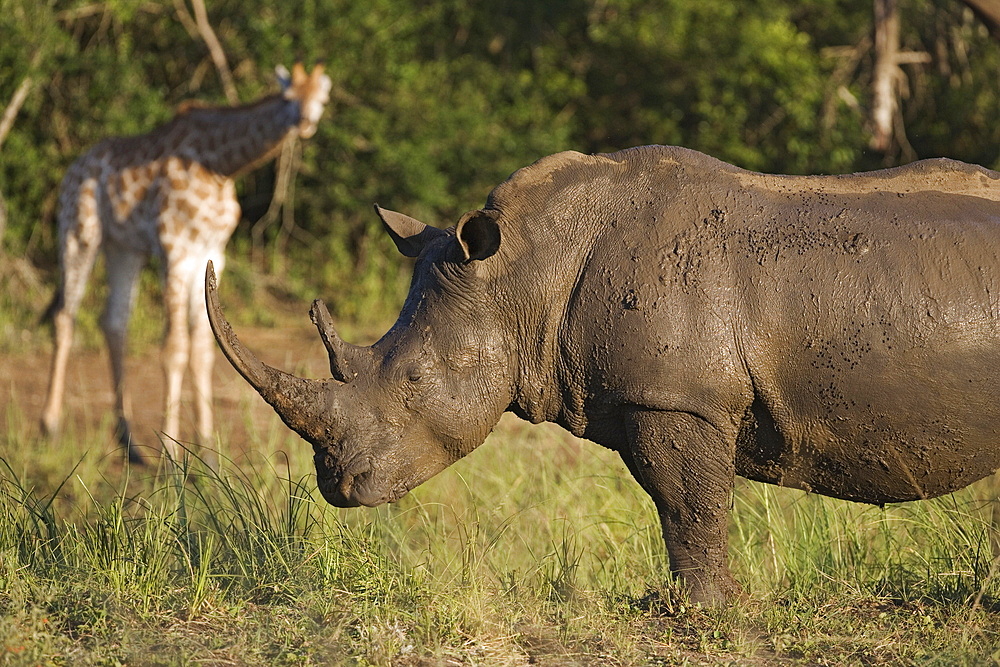 White rhino (Ceratotherium simum), Hluhluwe Umfolozi Park, KwaZulu Natal, South Africa, Africa