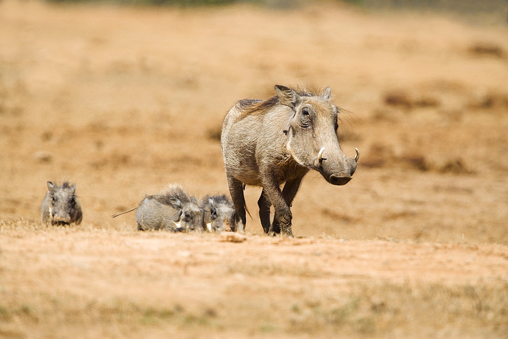 Warthog (Phacochoerus aethiopicus), Addo National Park, South Africa, Africa