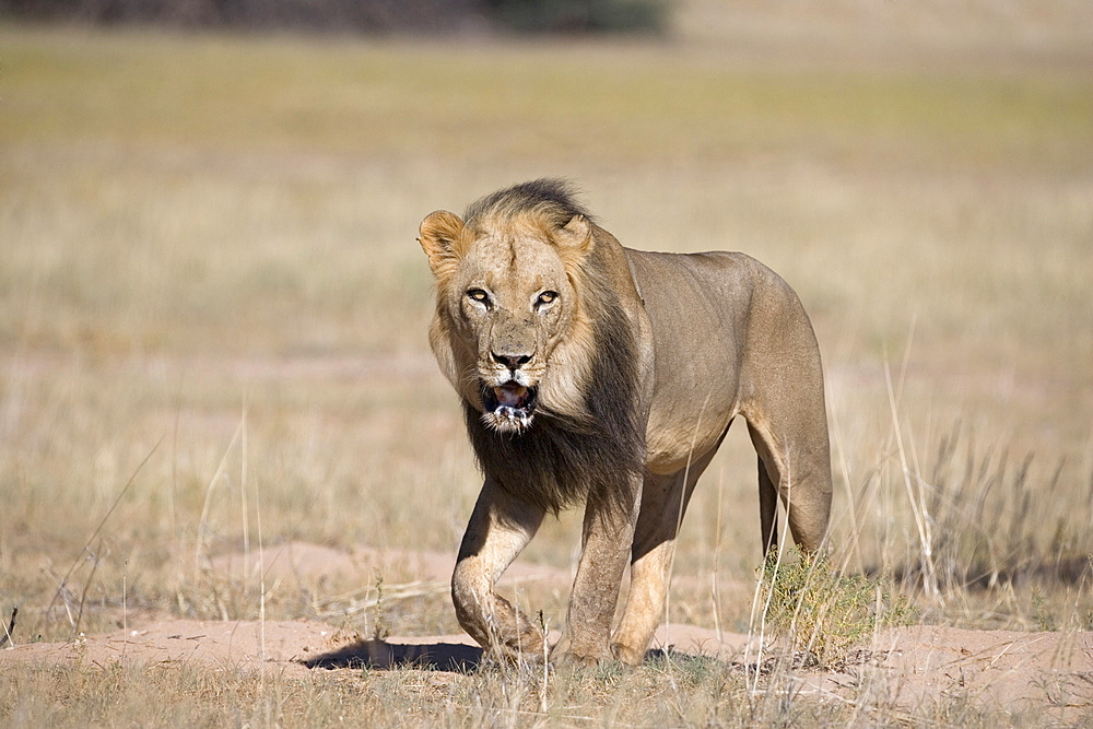 Lion (Panthera leo), Kgalagadi Transfrontier Park, Northern Cape, South Africa, Africa