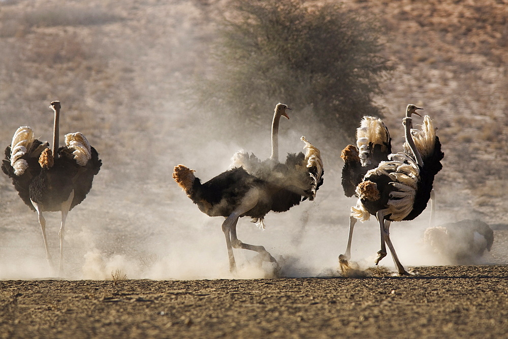 Ostrich (Struthio camelus), males, Kgalagadi Transfrontier Park, South Africa, Africa