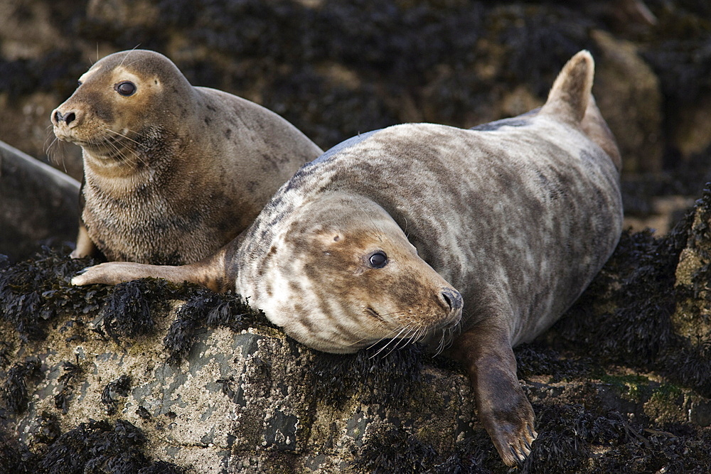 Grey seals (Halichoerus grypus), Farne Islands, Seahouses, Northumberland, England, United Kingdom, Europe