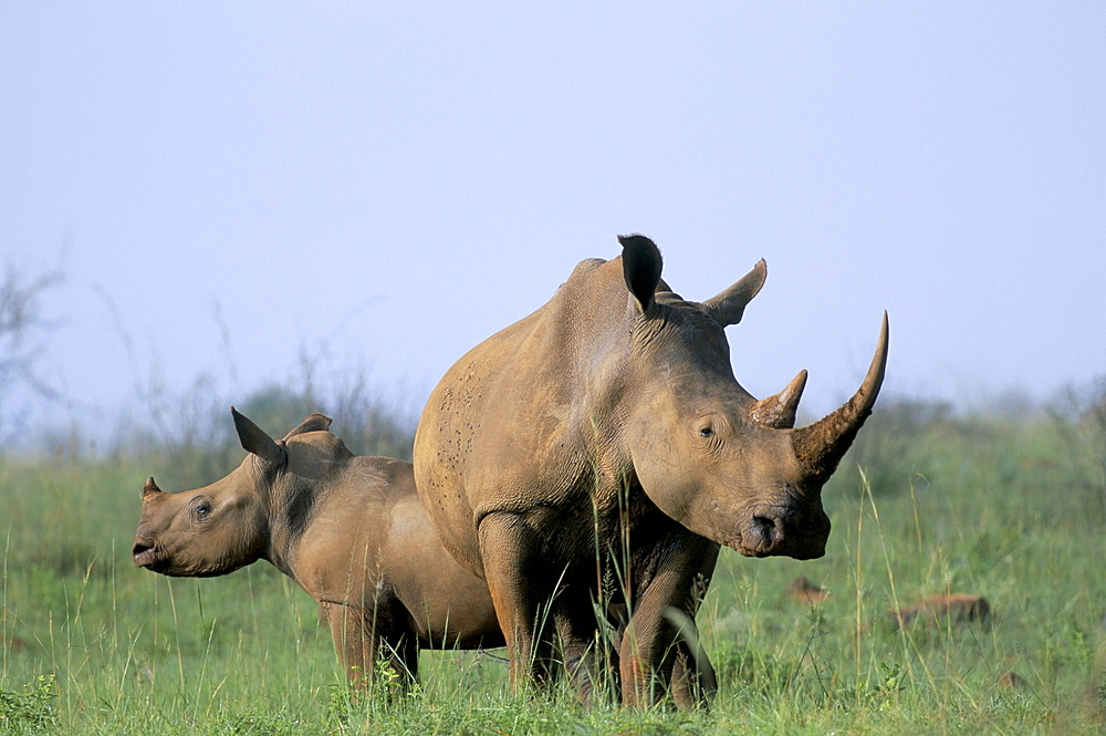 White rhino (Ceratherium simum) with calf, Itala Game Reserve, South Africa, Africa