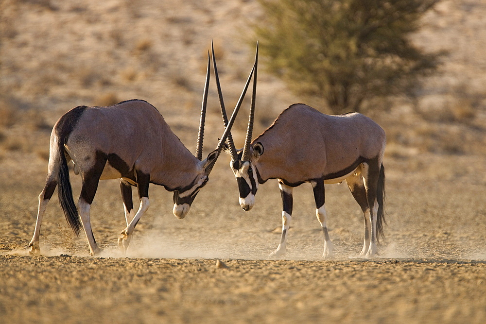 Gemsbok (Oryx gazella gazella), sparring, Kgalagadi Transfrontier Park, South Africa, Africa