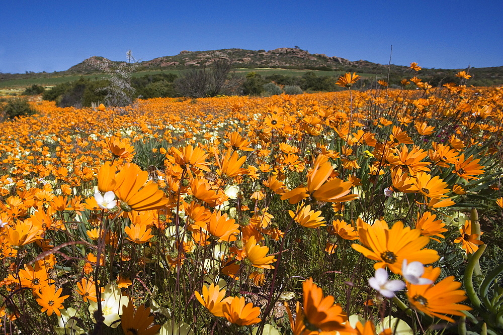 Namaqualand daisies (Dimorphotheca sinuata), Namaqualand National Park, South Africa, Africa