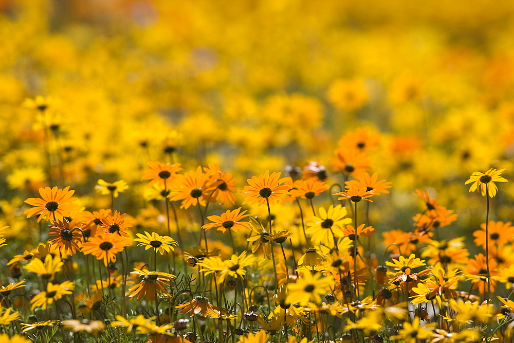 Namaqualand daisy (Dimorphotheca sinuata), Western Cape, South Africa, Africa