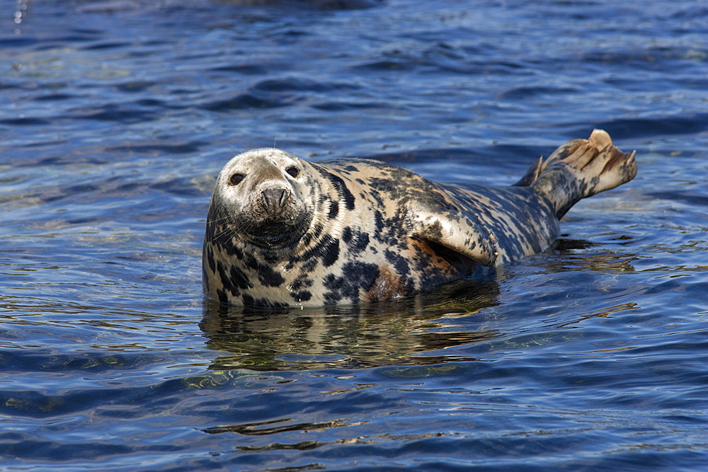 Grey seal, (Halichoerus grypus), Farne Islands, Seahouses, Northumberland, England, United Kingdom, Europe