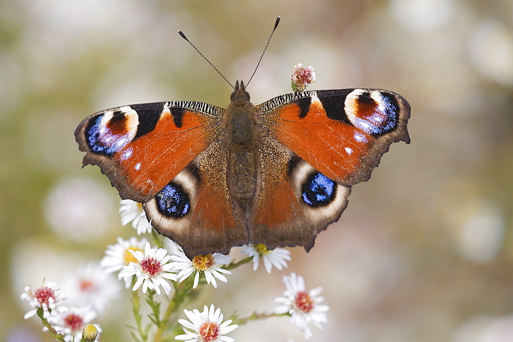 Peacock butterfly (Inachis io), resting on garden flowers, Wallington Hall garden, Northumberland, England, United Kingdom, Europe