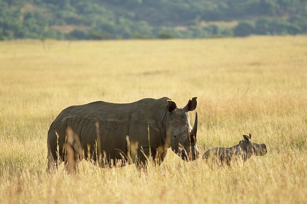 White rhinoceros (rhino), Ceratotherium simum, mother and calf, Itala Game Reserve, South Africa, Africa