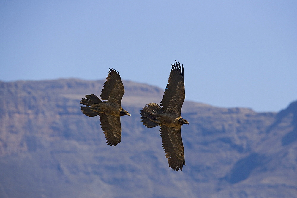 Bearded vulture (Gypaetus barbatus), subadults, Giant's Castle reserve, KwaZulu Natal, South Africa, Africa