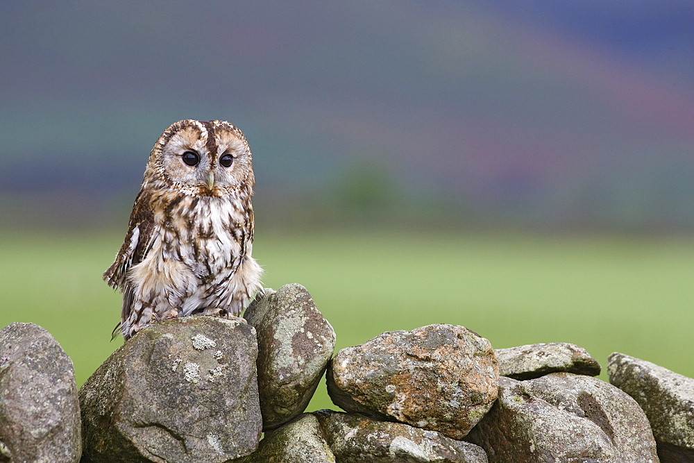 Tawny owl (Strix aluco), captive, Cumbria, England, United Kingdom, Europe