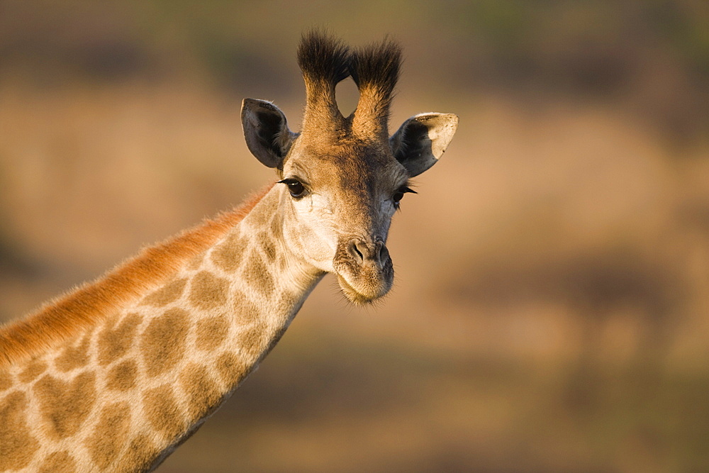 Young giraffe (Giraffa camelopardalis), Ithala (Ntshondwe) Game Reserve, KwaZulu Natal, South Africa, Africa