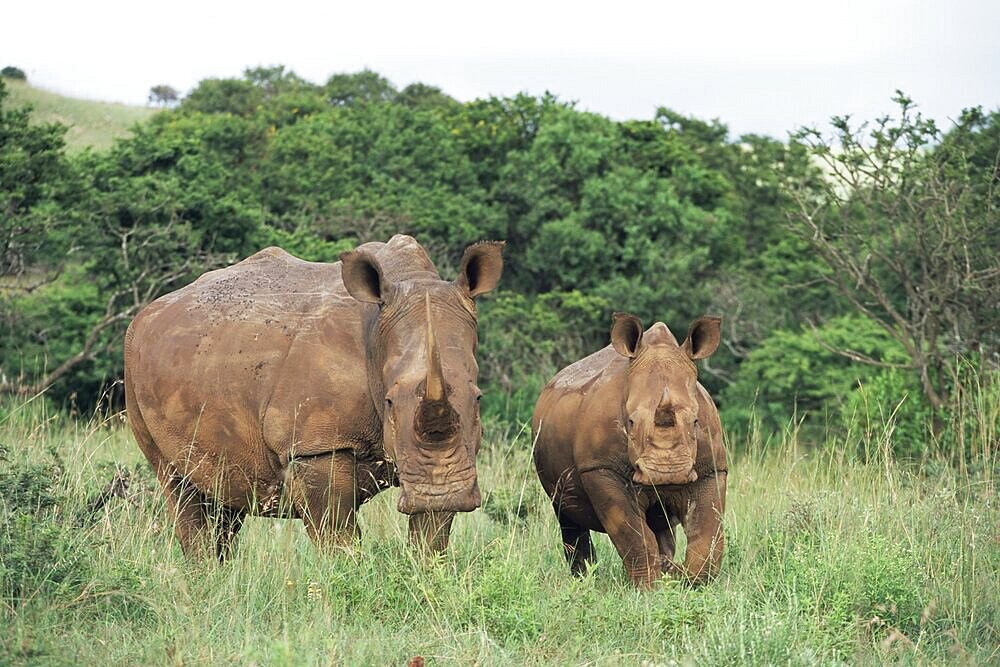 White rhinoceros (rhino), Ceratotherium simum, mother and calf, Itala Game Reserve, South Africa, Africa